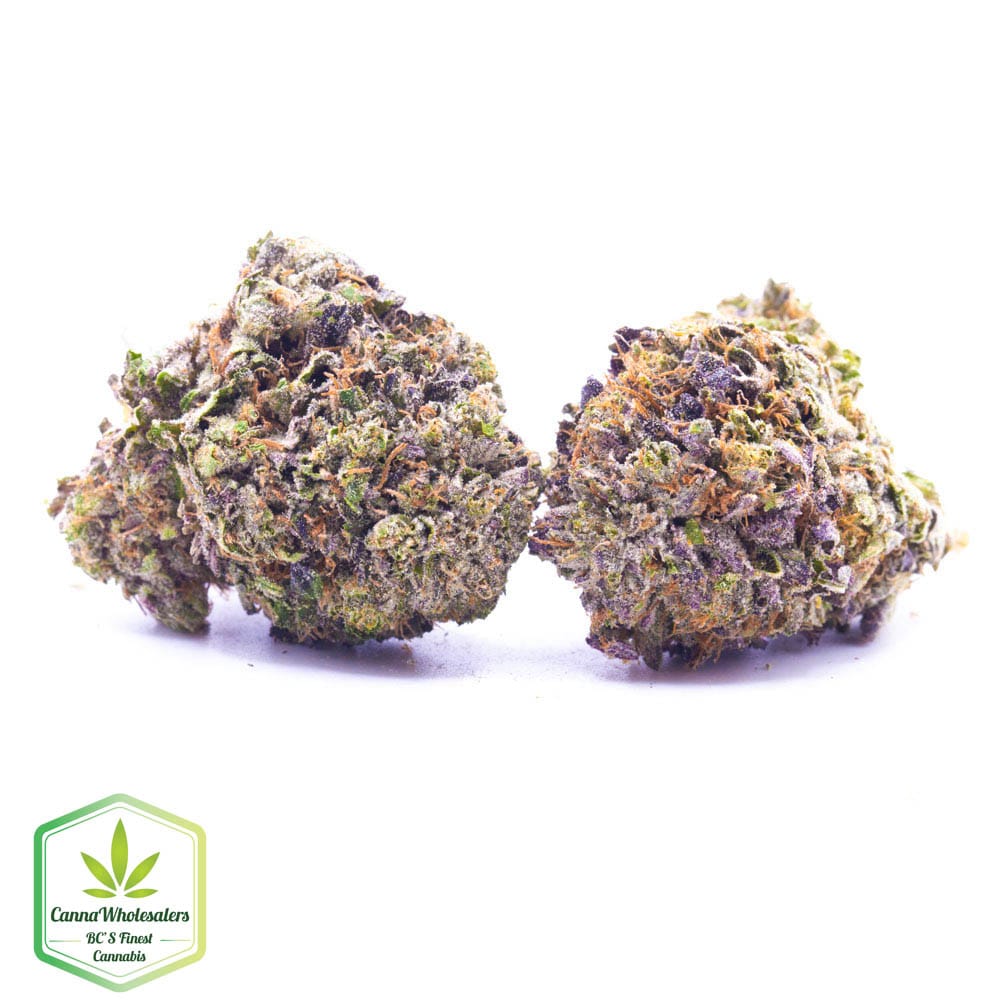 Budget Oz – Grease Monkey