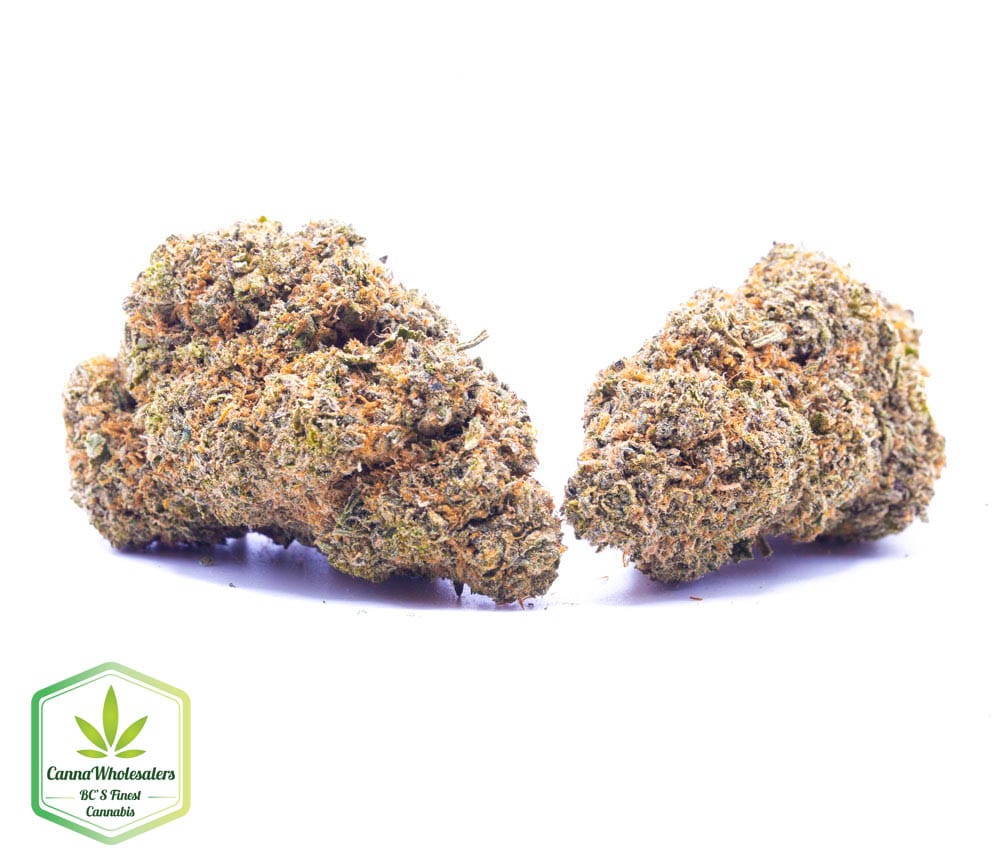 Gorilla Blue