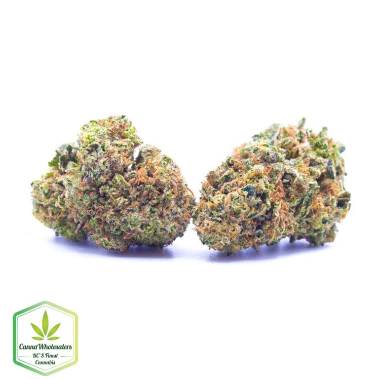 Budget Oz – White 99