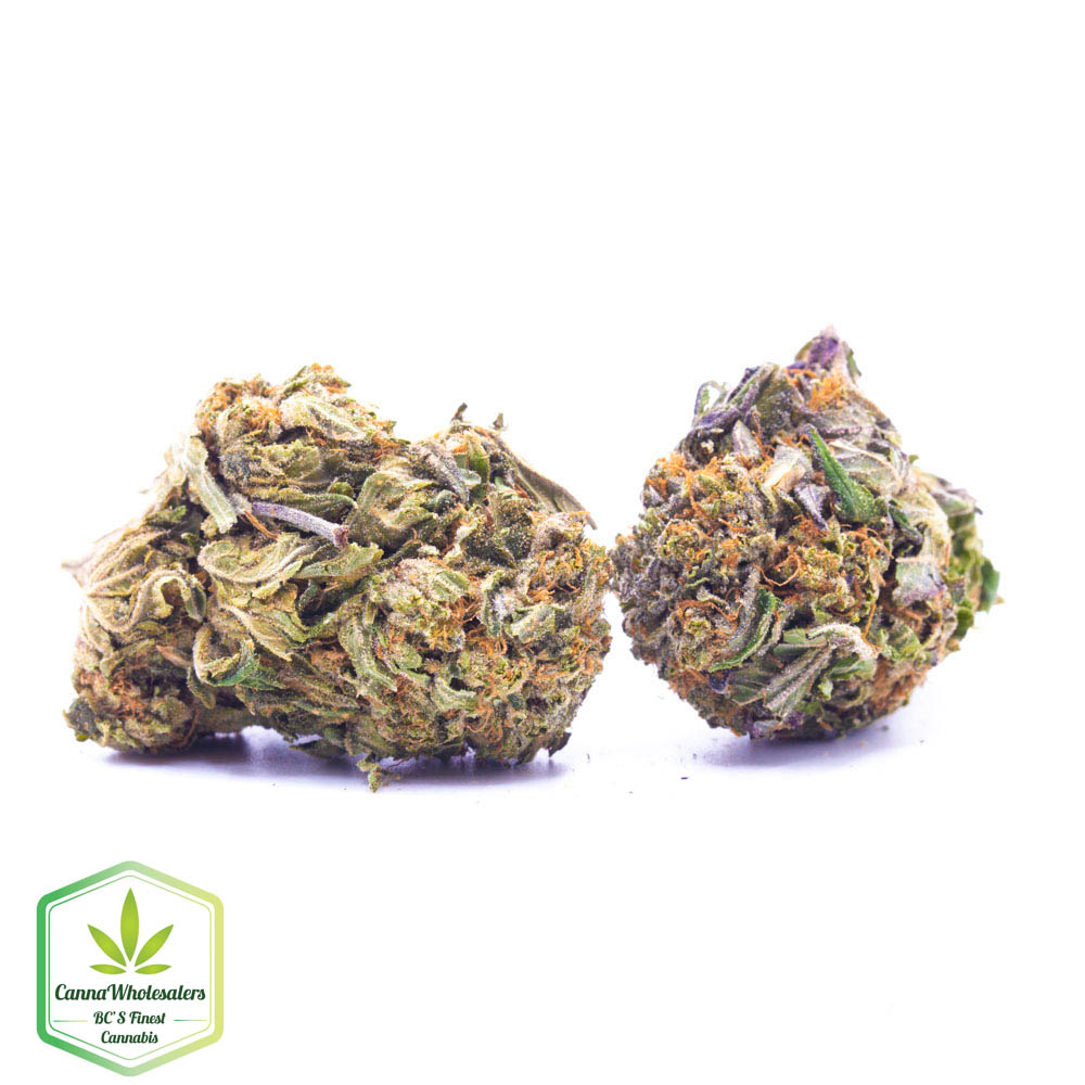 Budget Oz – Blue Ox