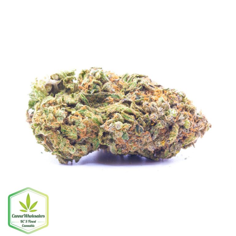 Shiva Skunk