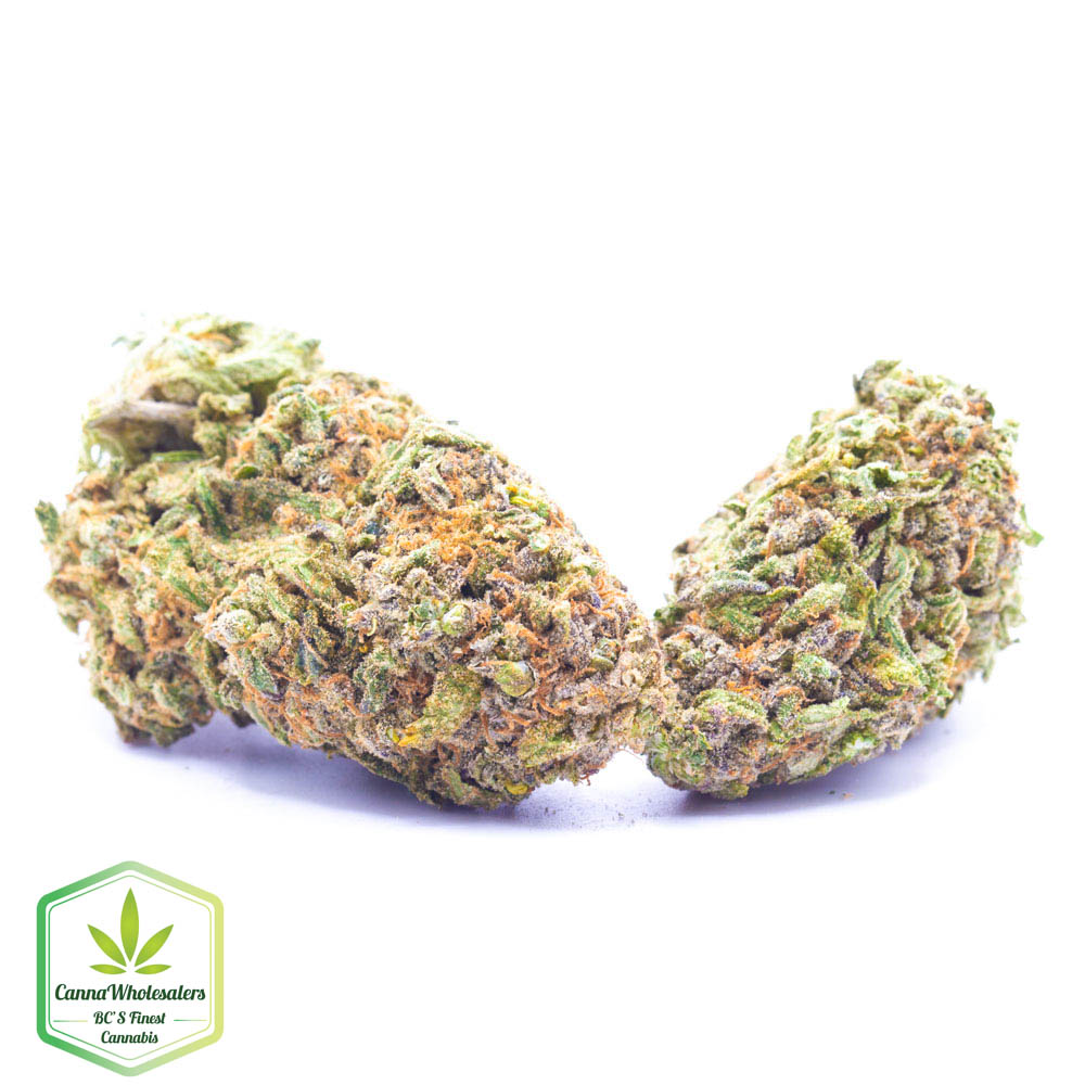Shiva Skunk