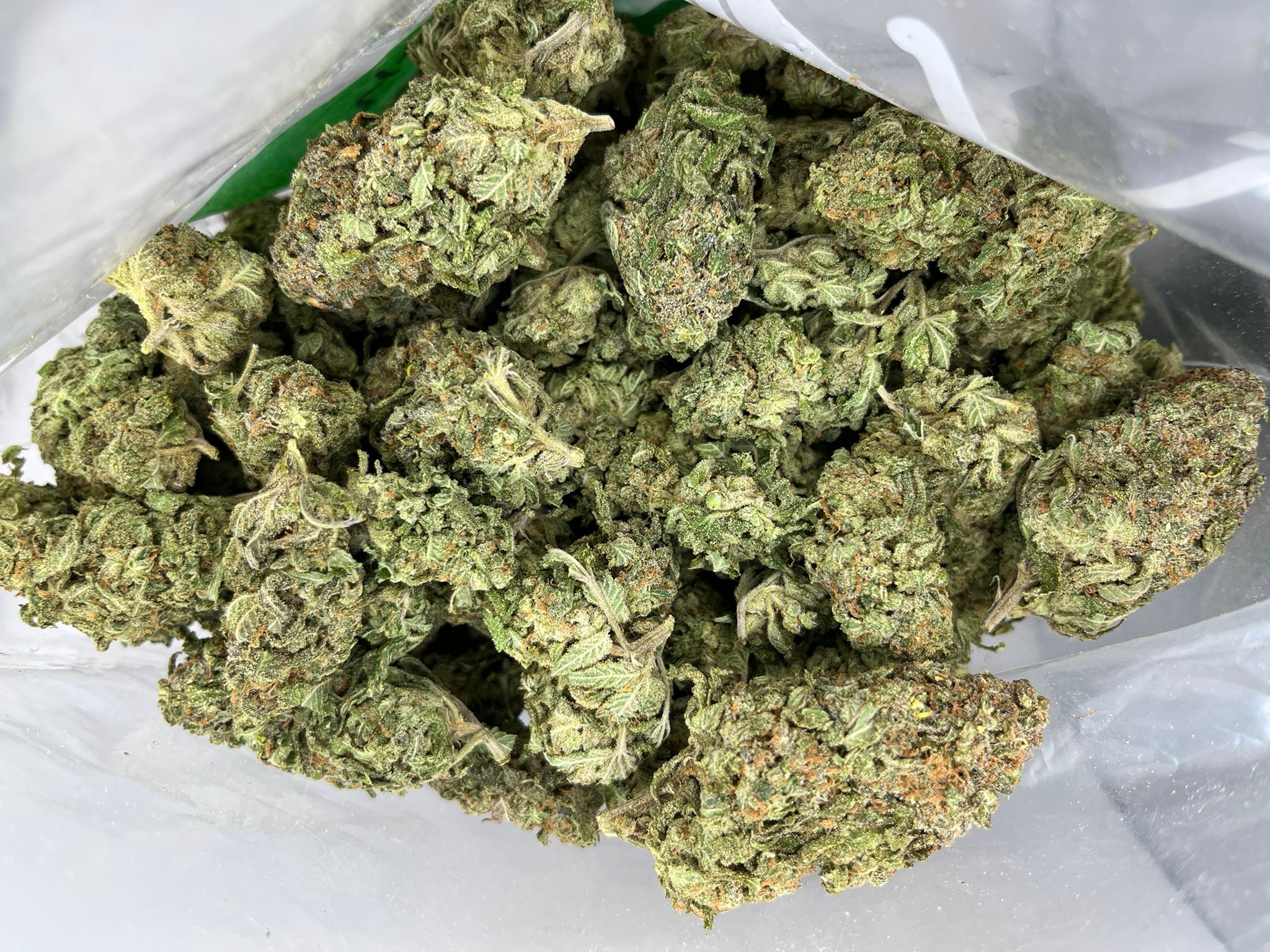 Shiva Skunk