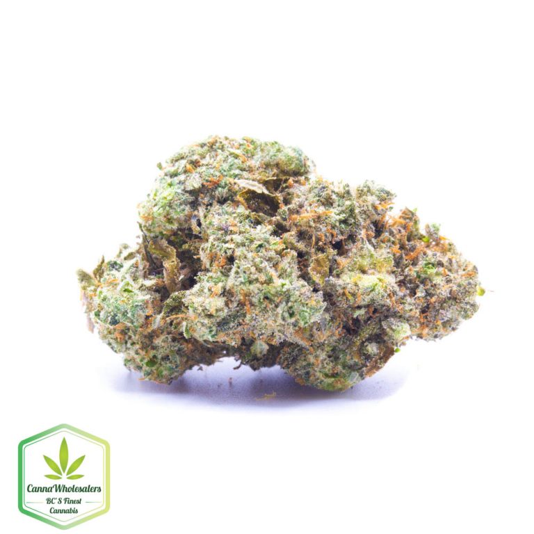 Northern Lights #5