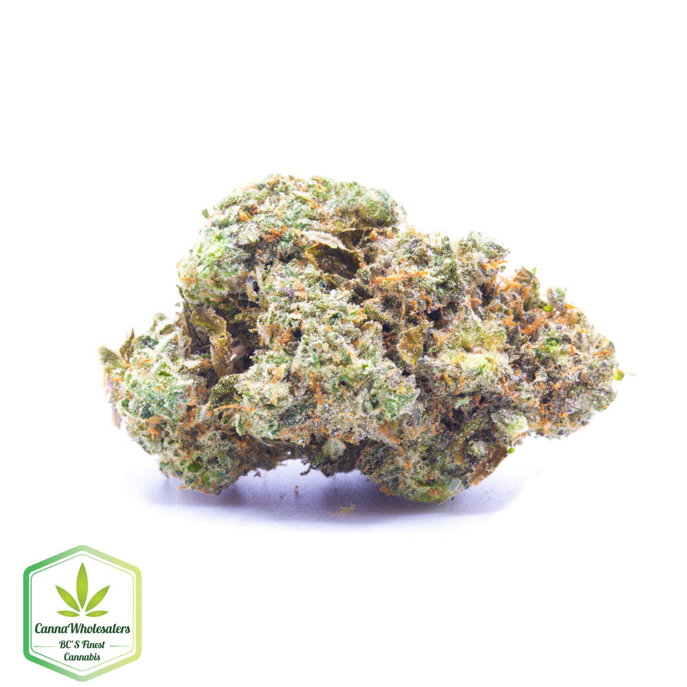 Northern Lights #5