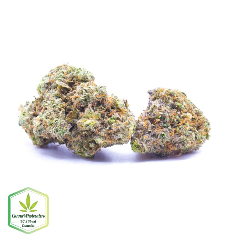 Budget Oz – Northern Lights #5