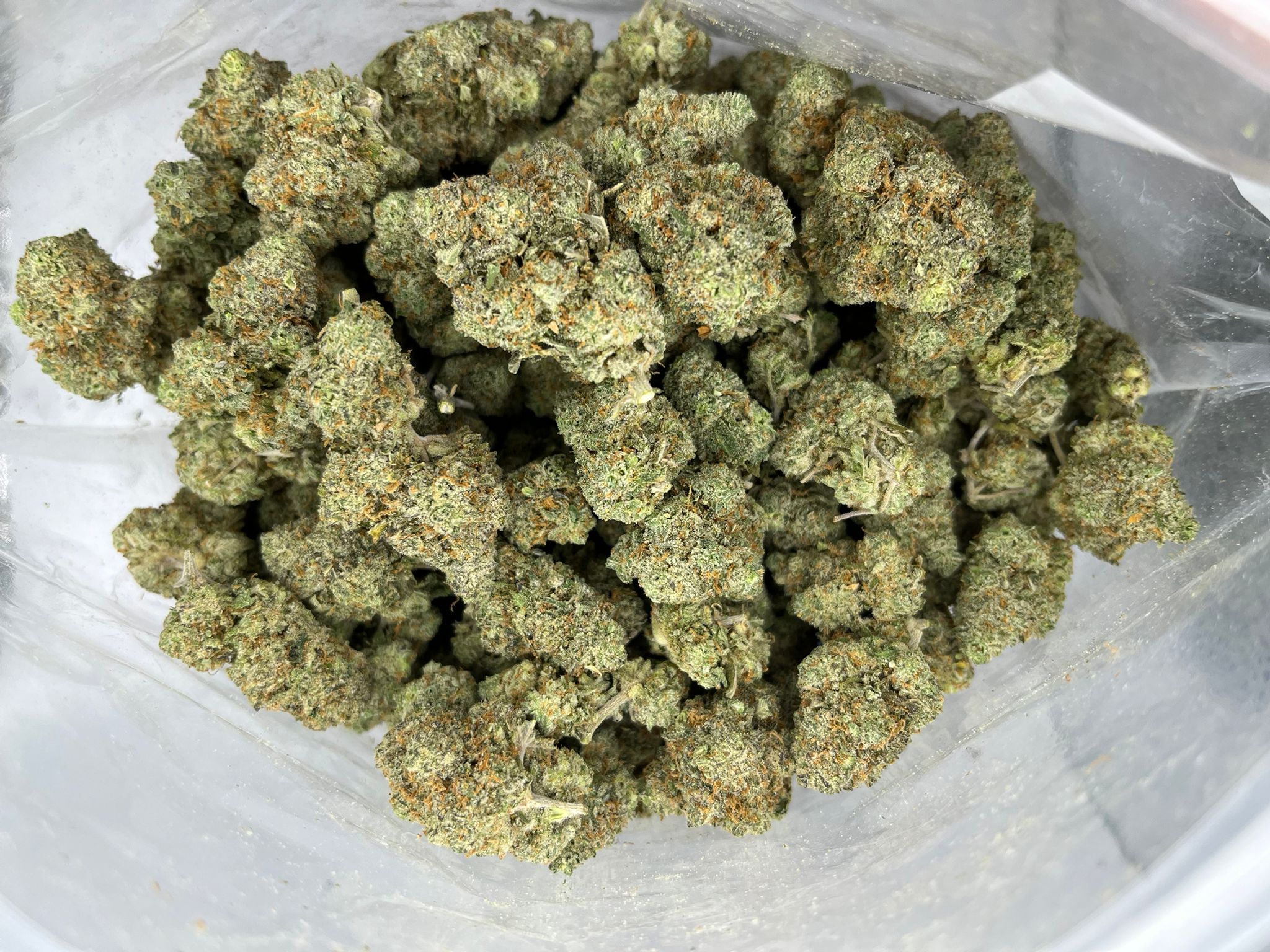 Budget Oz – Northern Lights #5