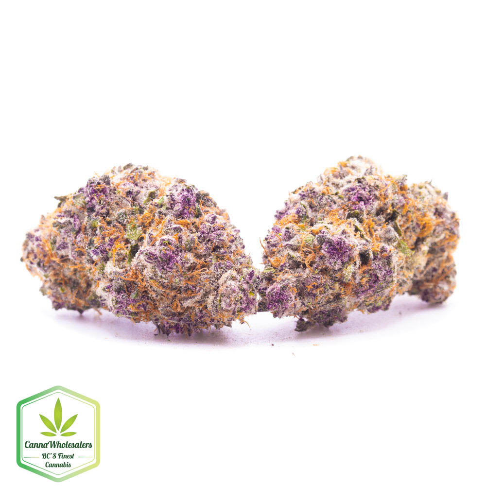 Dolce Gelato – Craft Gardens