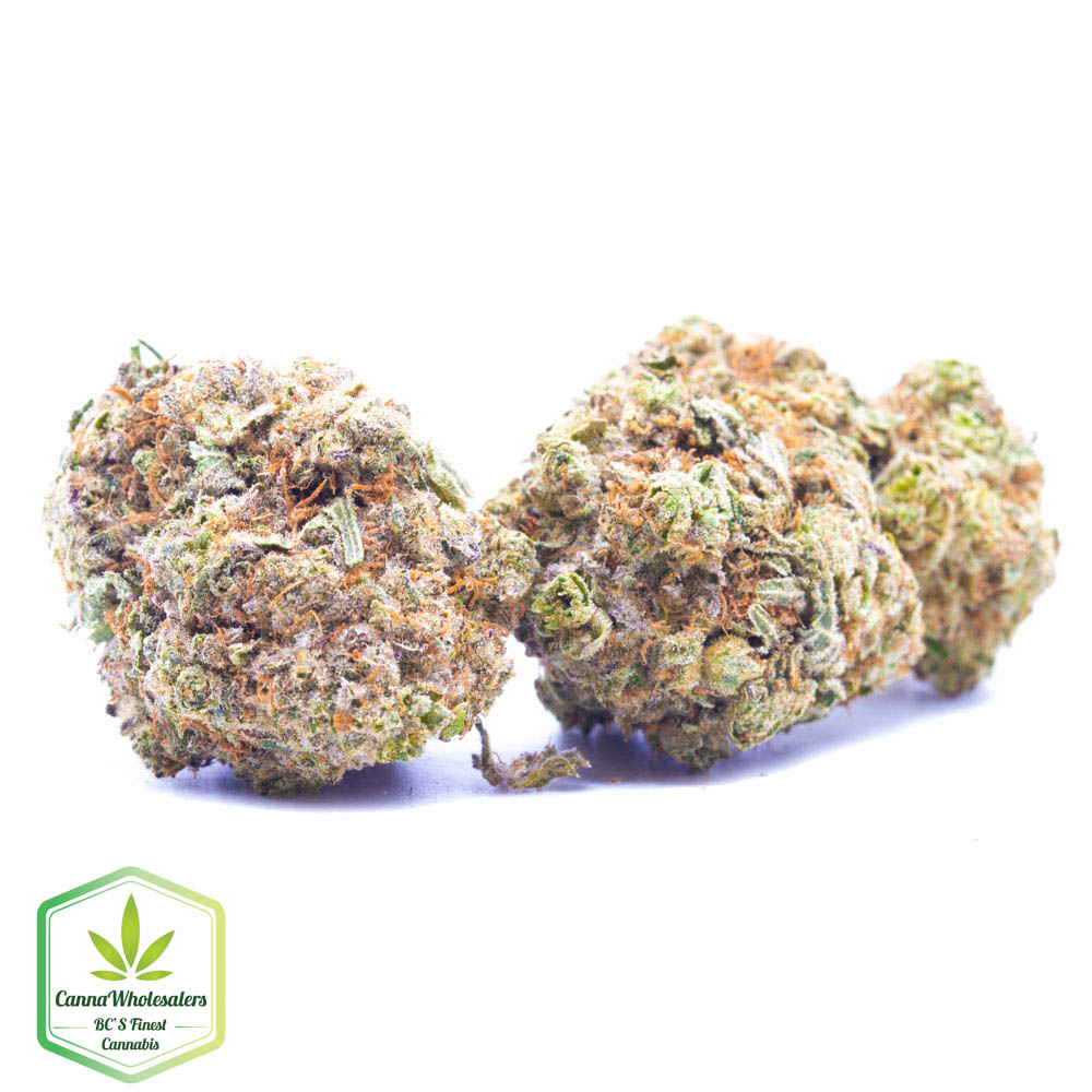 Budget Oz – Sleestack