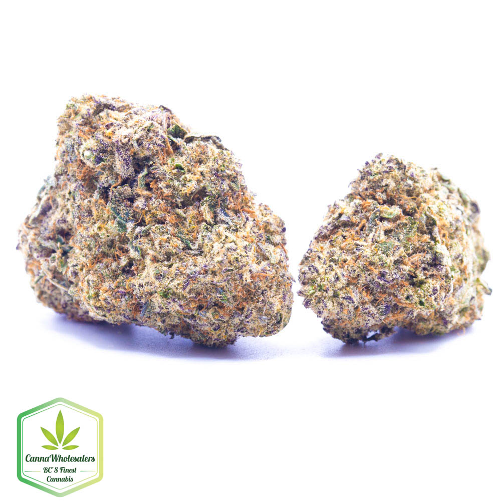 Budget Oz – Day Tripper