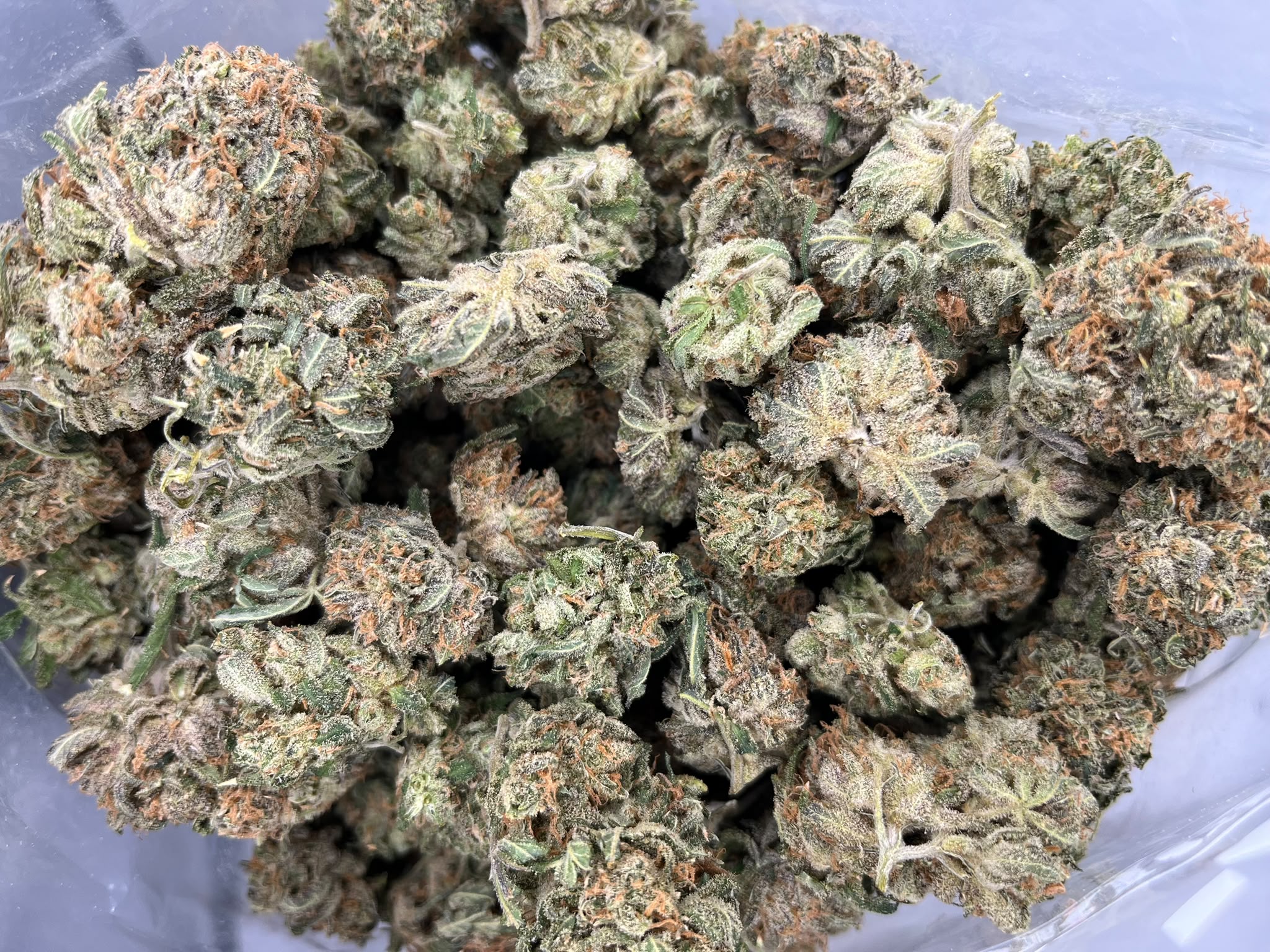 Shiva Skunk