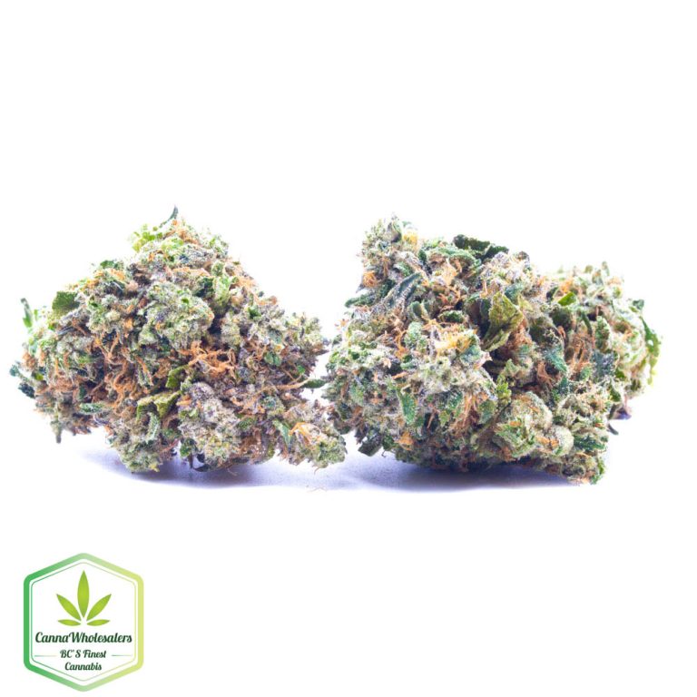 Budget Oz – Space Queen