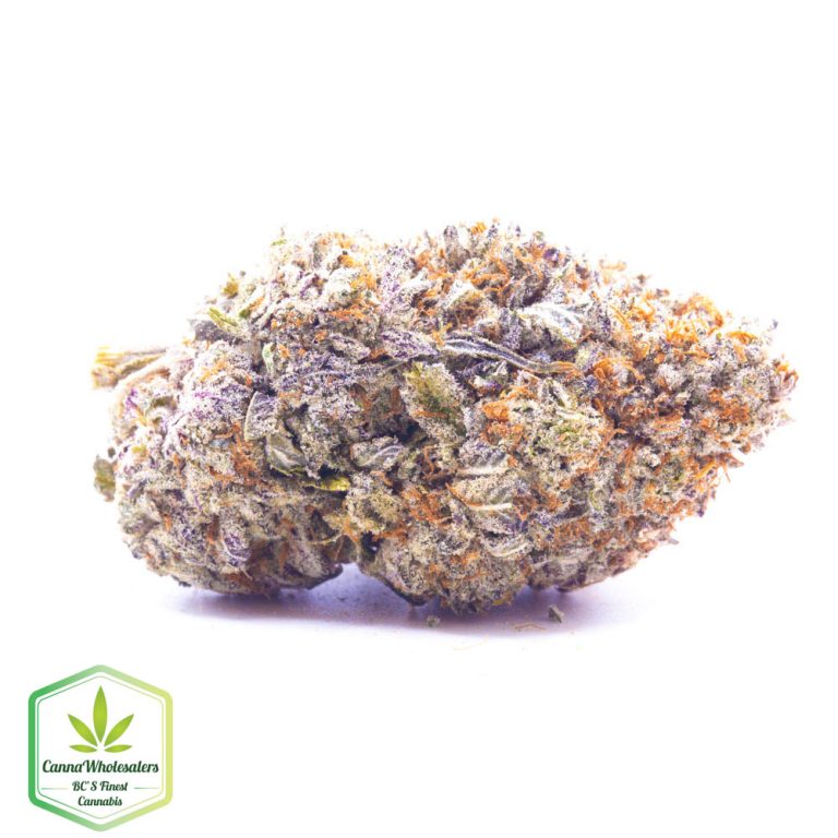 Gorilla Blue
