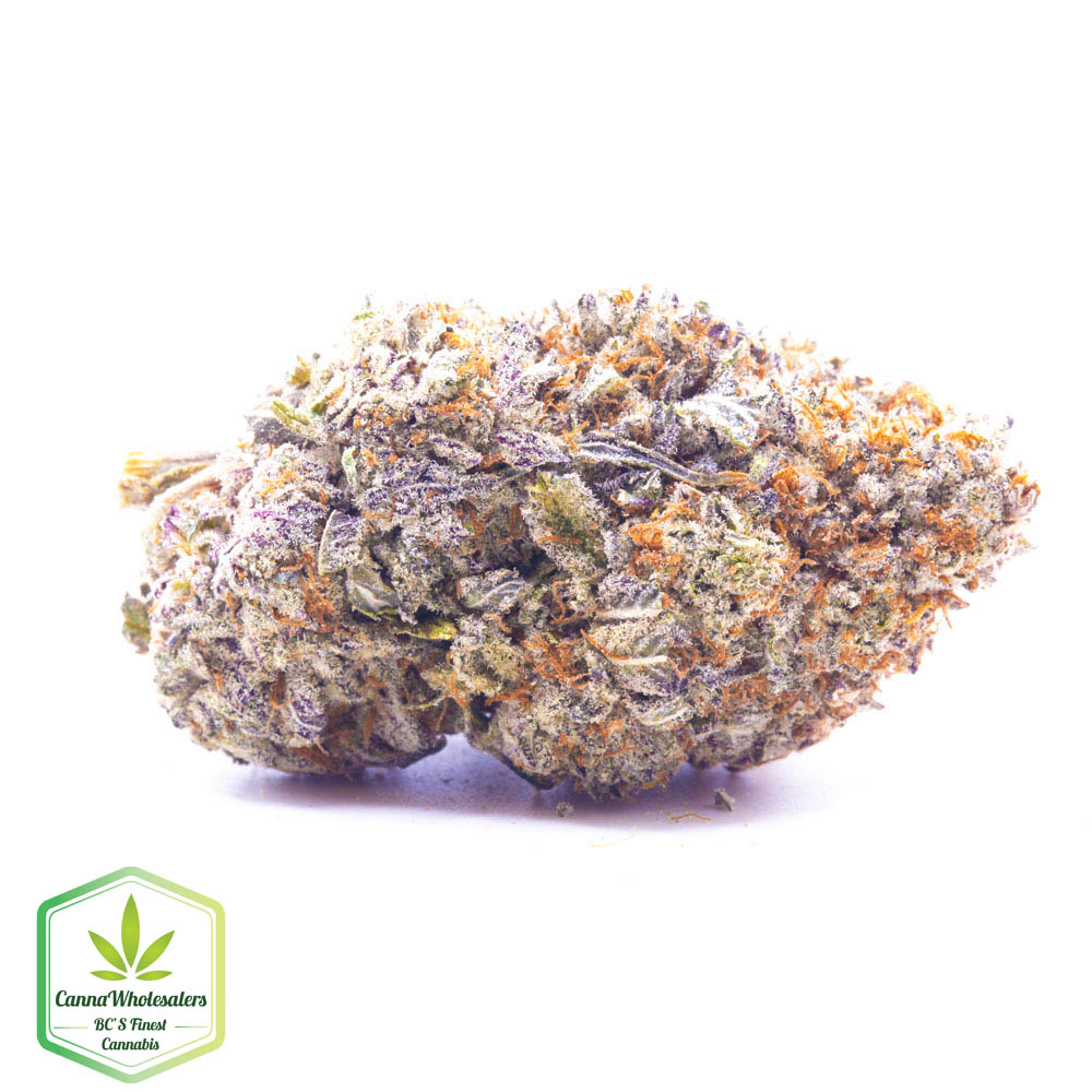 Gorilla Blue