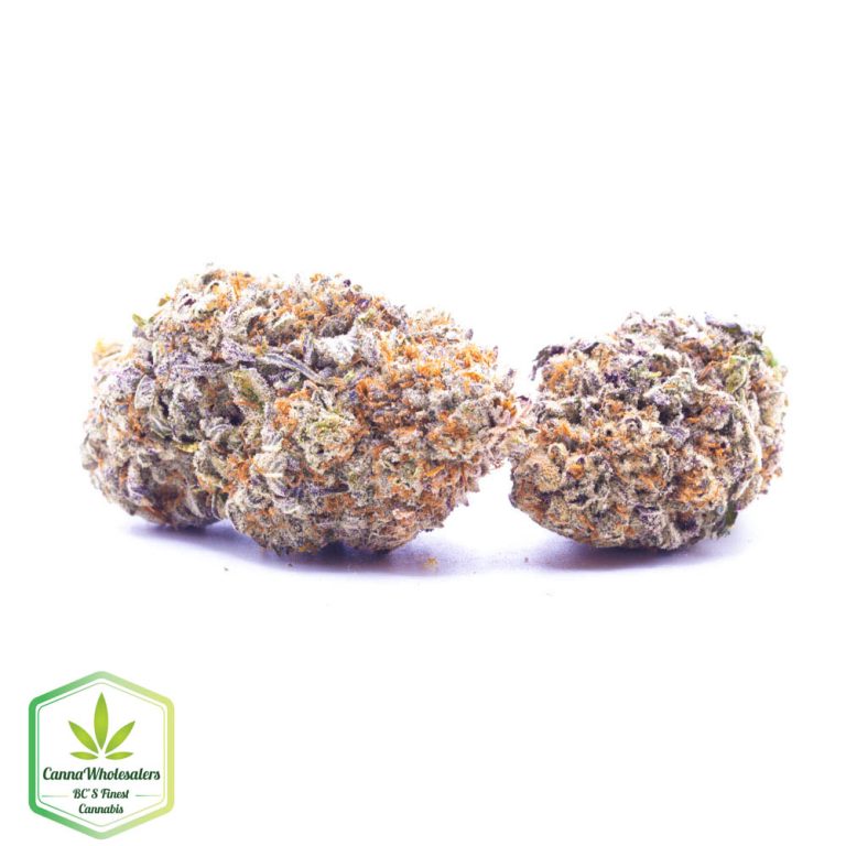Budget Oz – Gorilla Blue