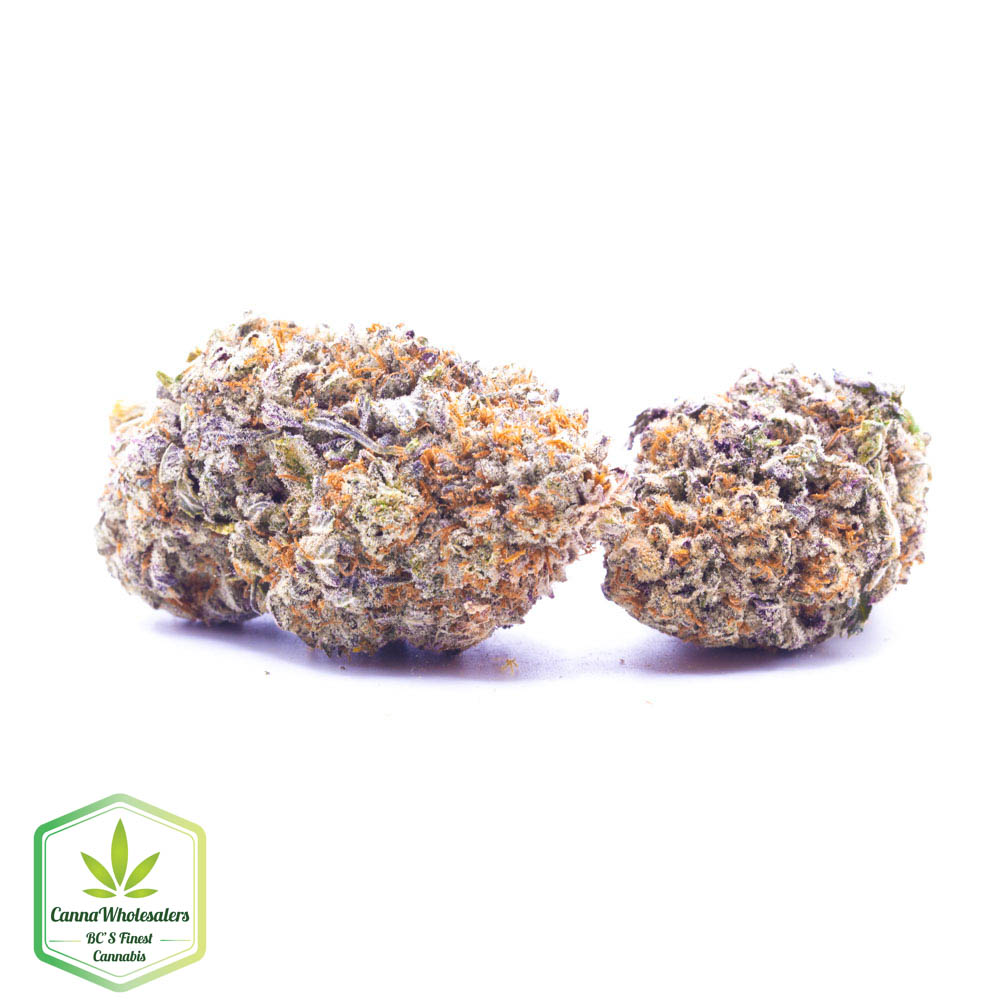 Gorilla Blue