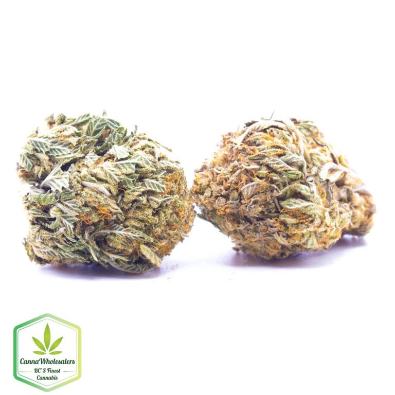 Budget Oz – Gigabud