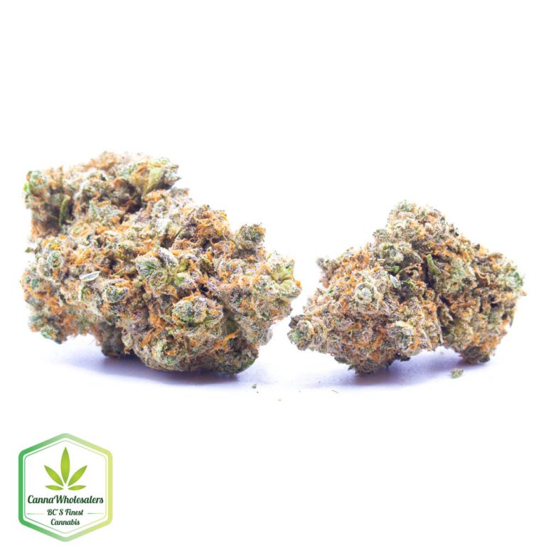 Budget Oz – Blue Knight