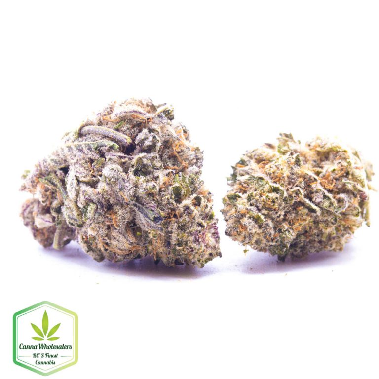 Budget Oz – Purple Dream