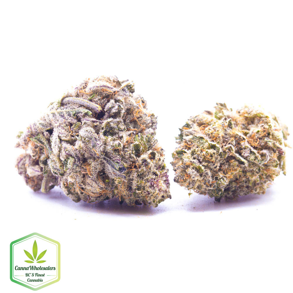 Budget Oz – Purple Dream