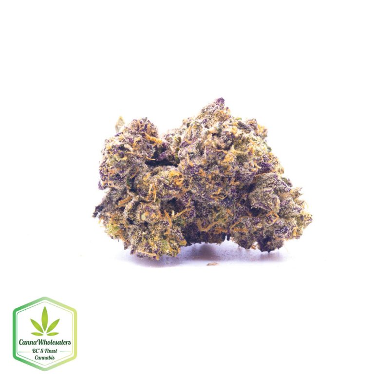Sweet Black Angel – Craft Gardens