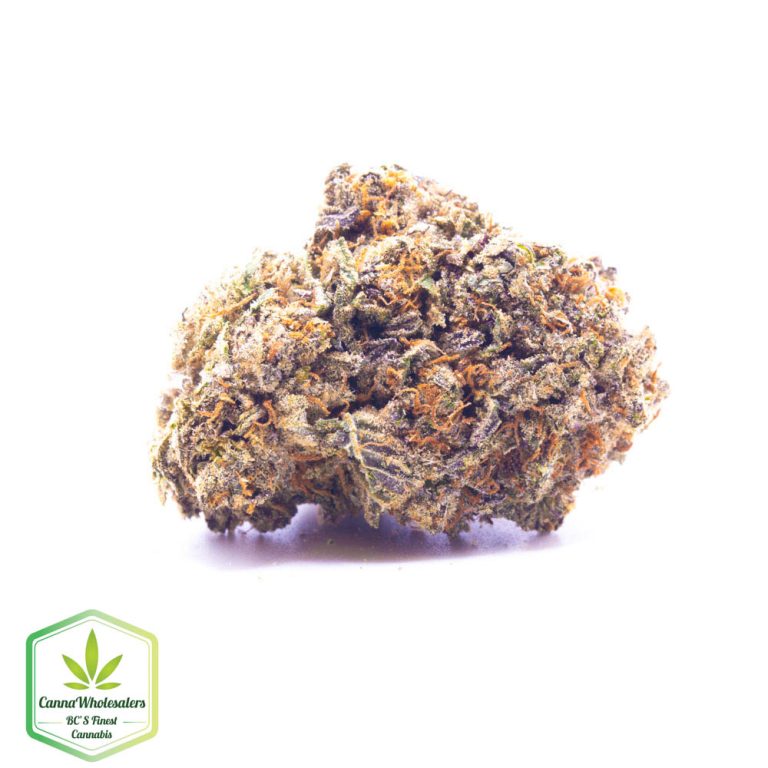 Gorilla Blue