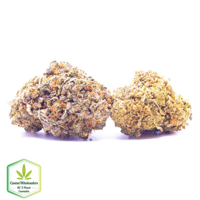 Budget Oz – Gorilla Blue