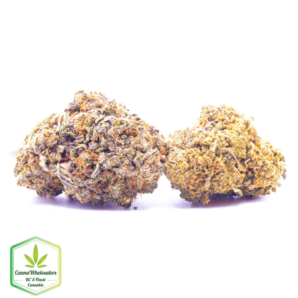 Budget Oz – Gorilla Blue