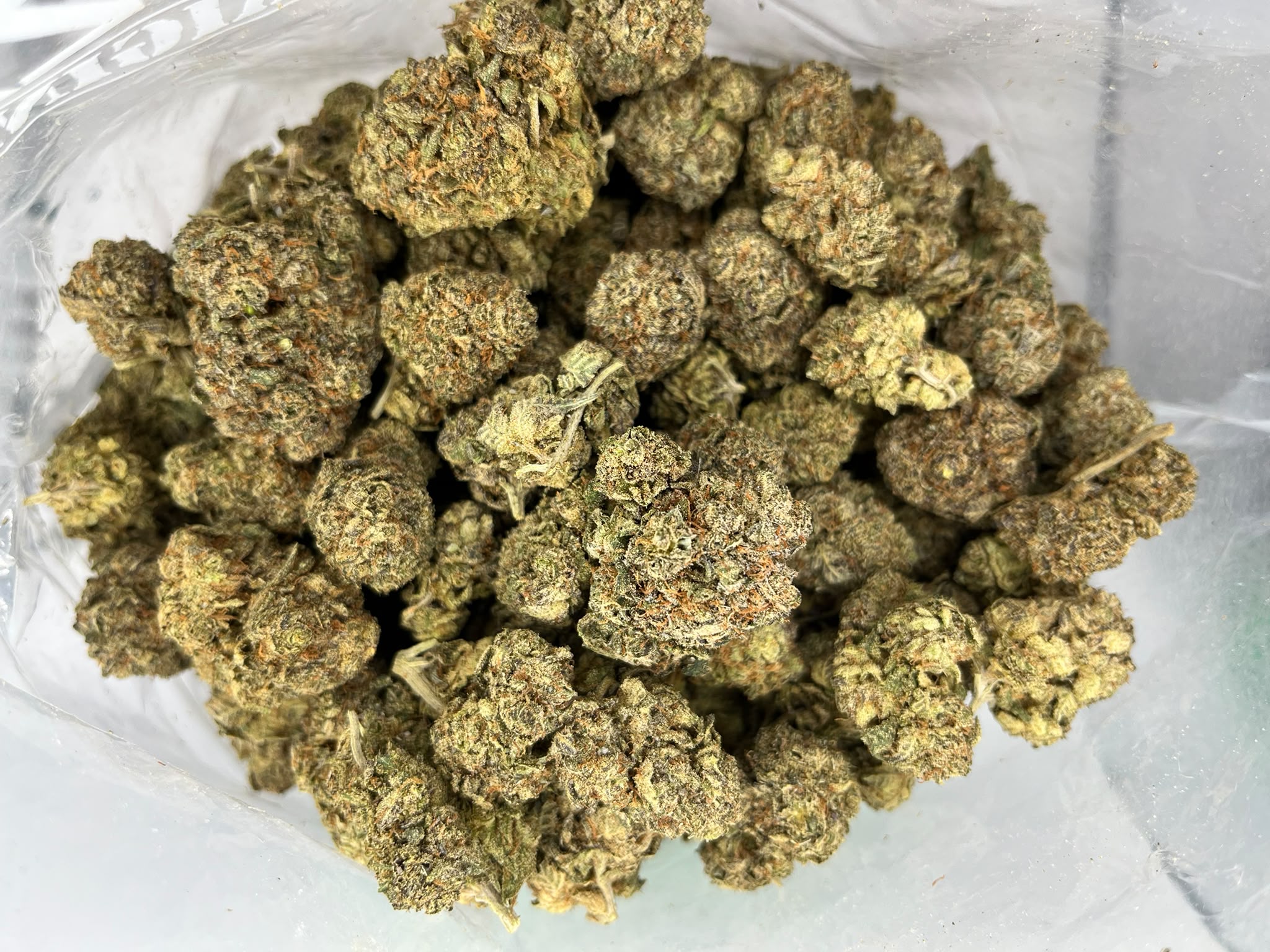Budget Oz – Gorilla Blue