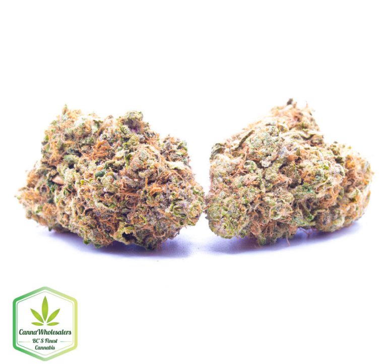 Budget Oz – Golden Gage