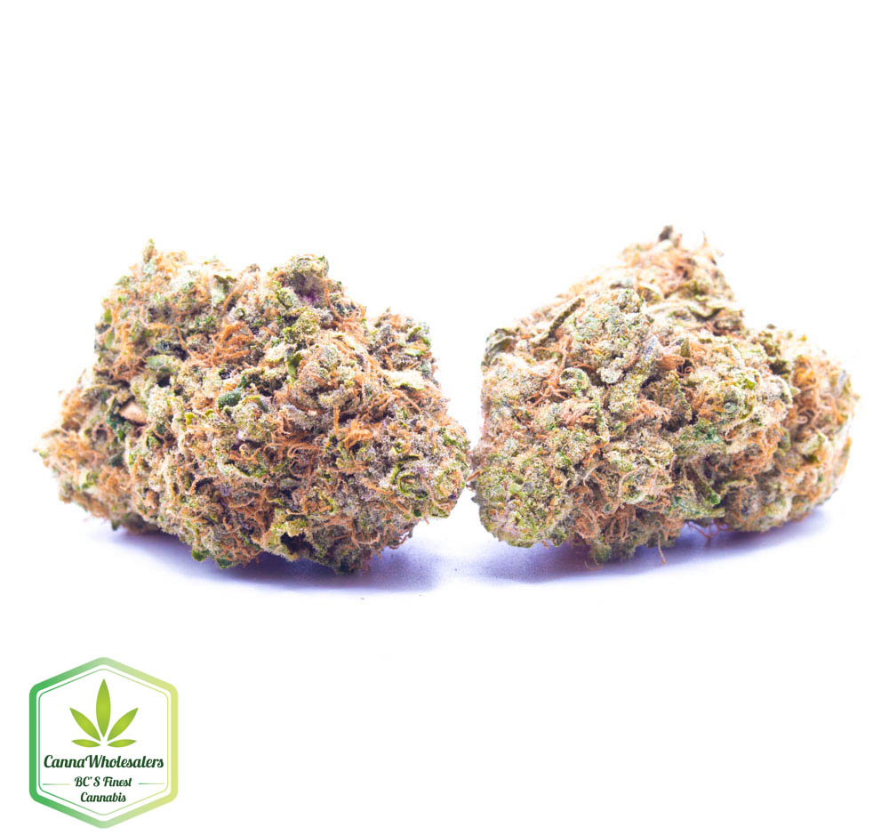 Budget Oz – Golden Gage