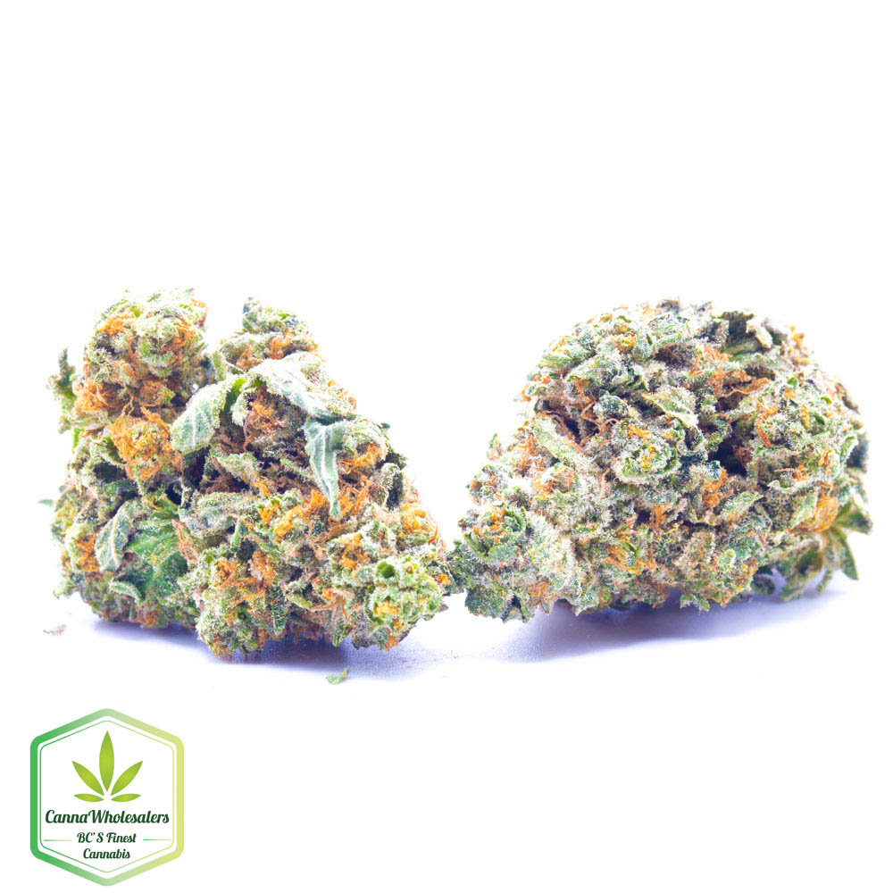 Budget Oz – Bacio Gelato