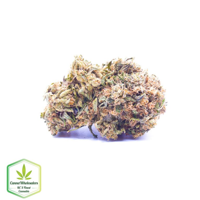 Skunk No.1