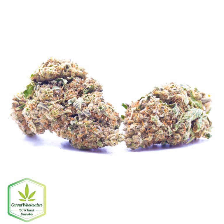 Budget Oz – Sunshine