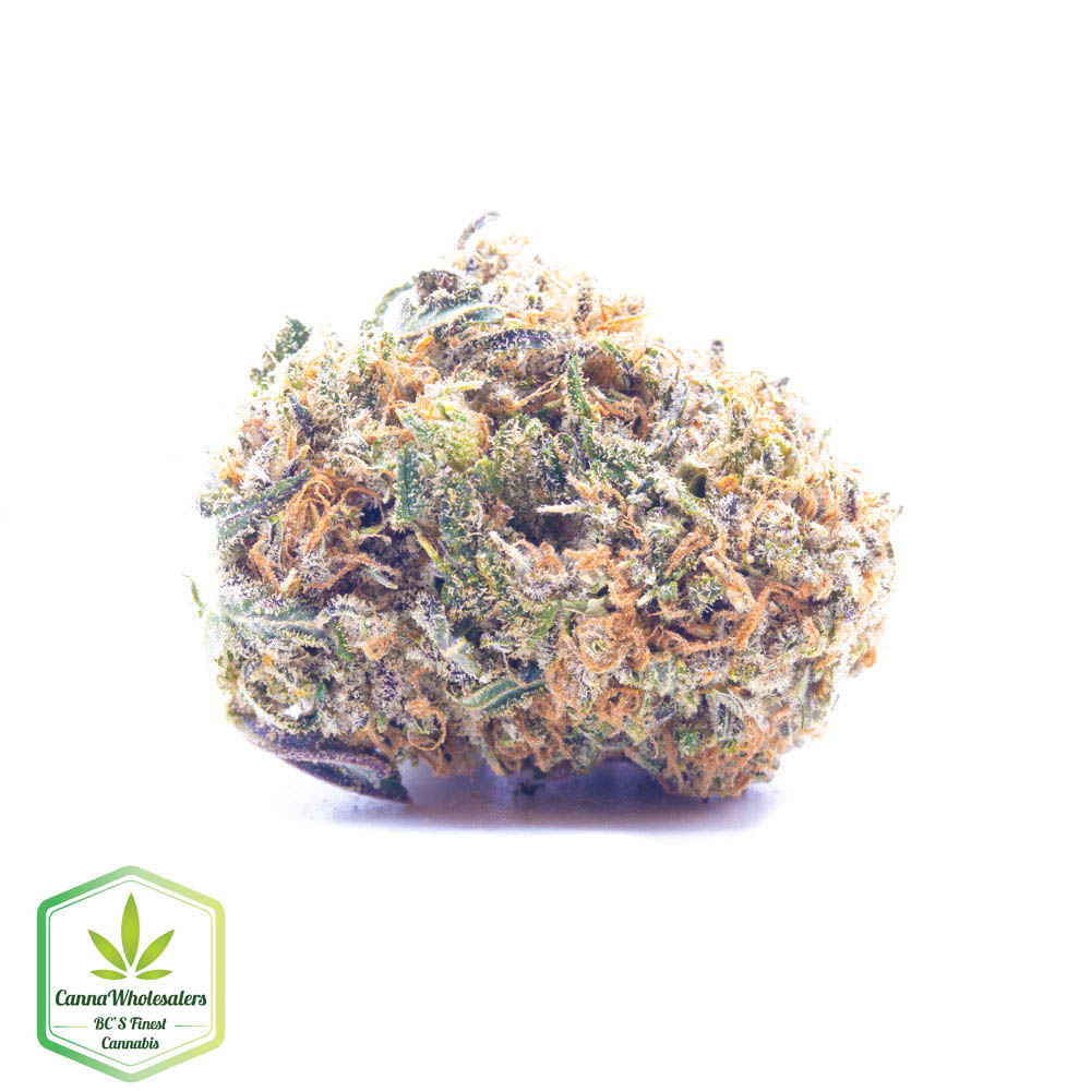 Shiva Skunk