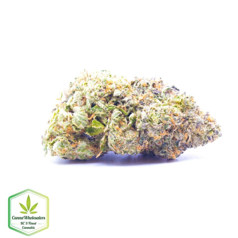 Purple Moby Dick – Craft Gardens