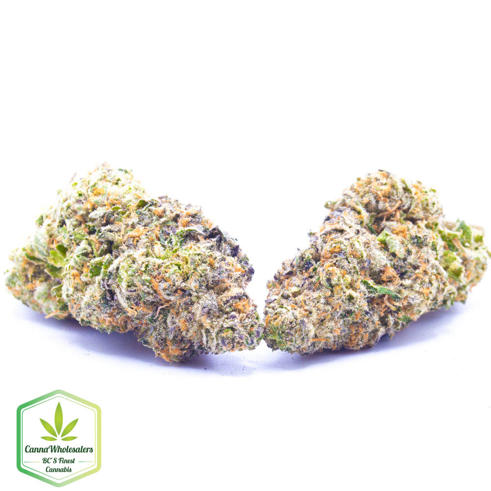Purple Moby Dick – Craft Gardens