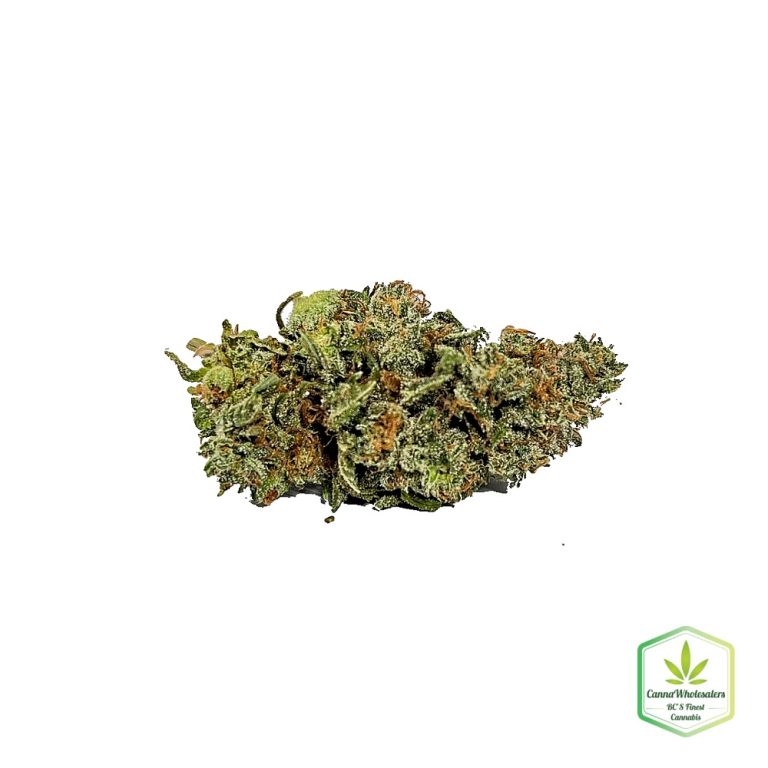 Sensi Star