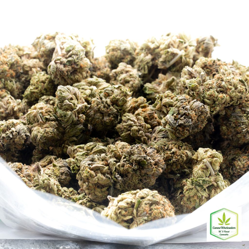 Budget Oz – Zombie OG