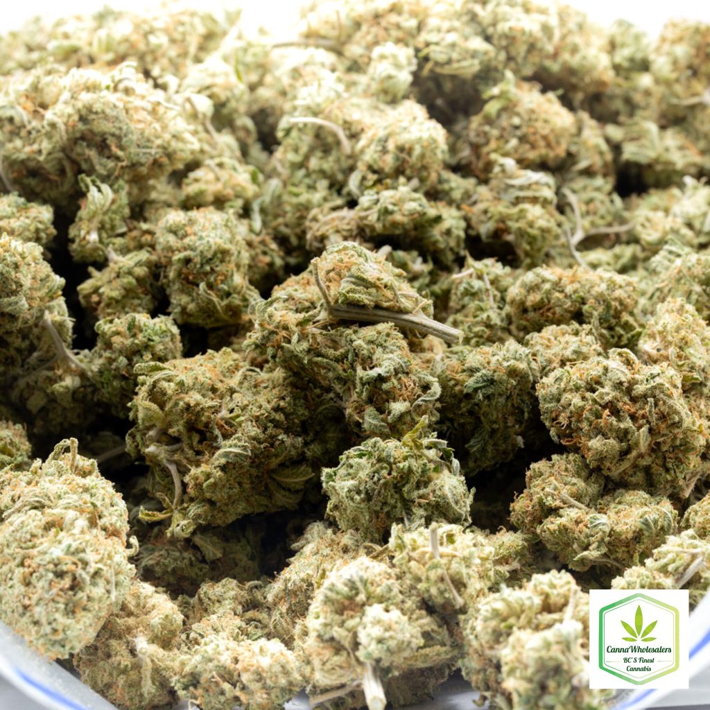 Budget Oz – Goldberry