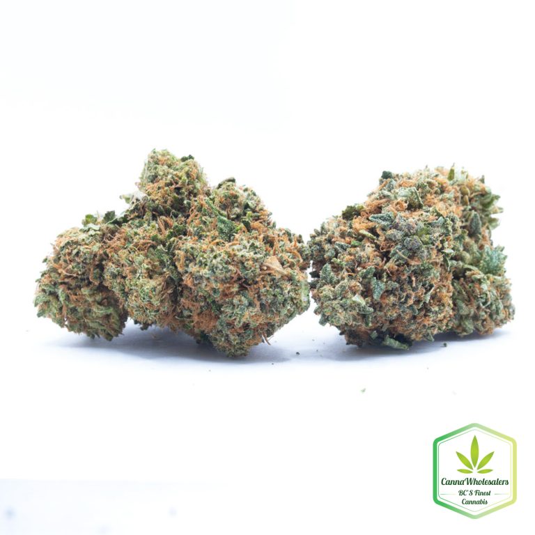Budget Oz – White 99