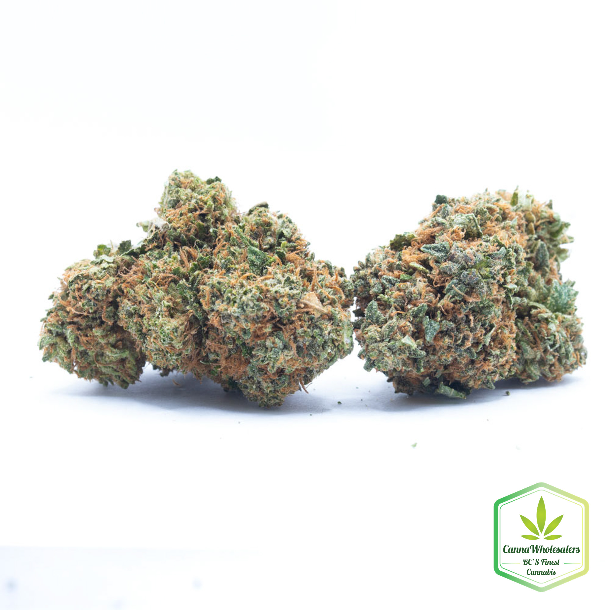 Budget Oz – White 99