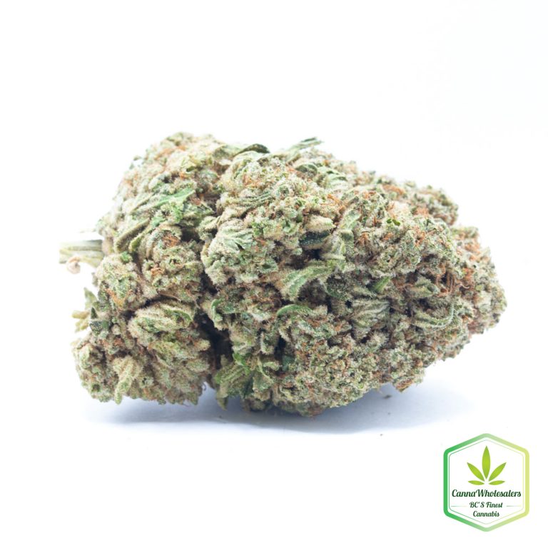 Rockbud
