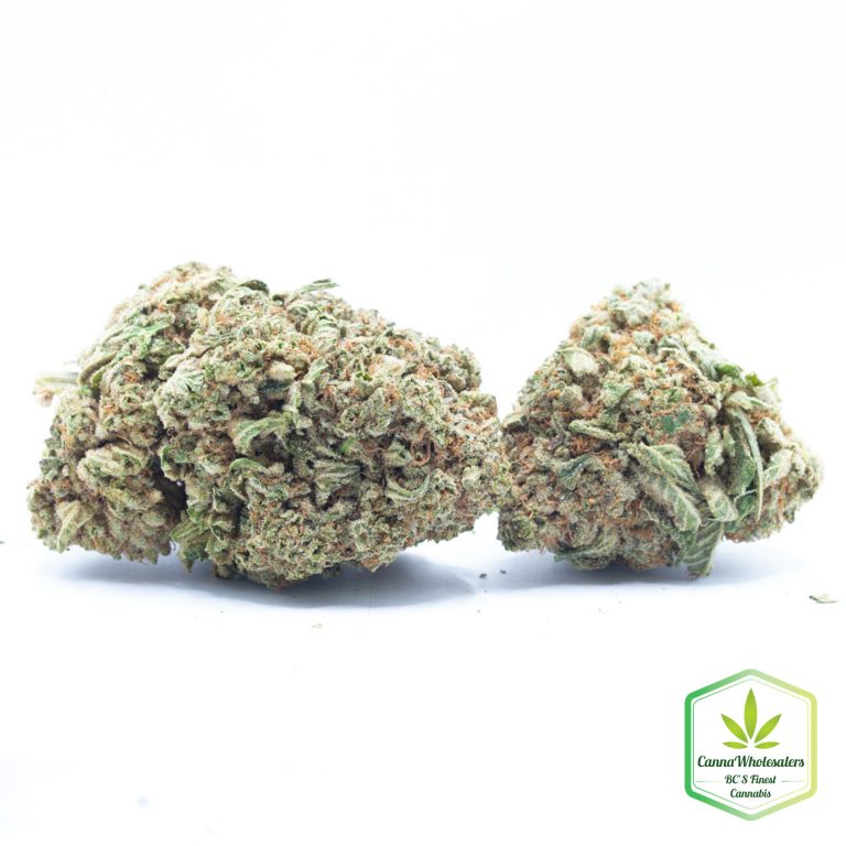 Budget Oz – Rockbud