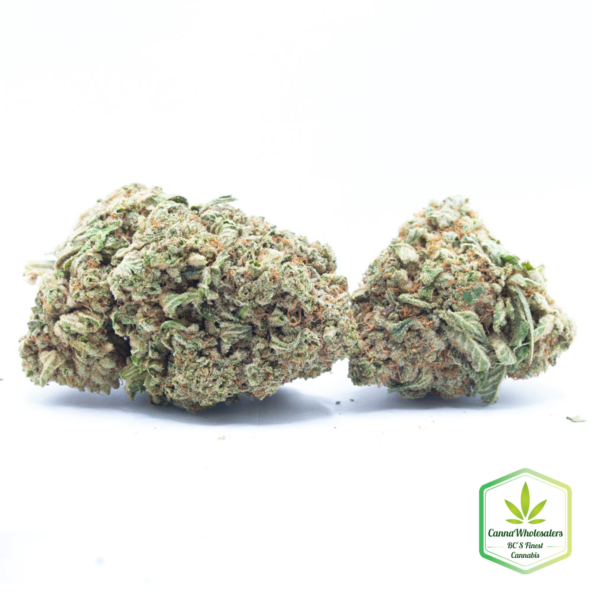 Budget Oz – Rockbud