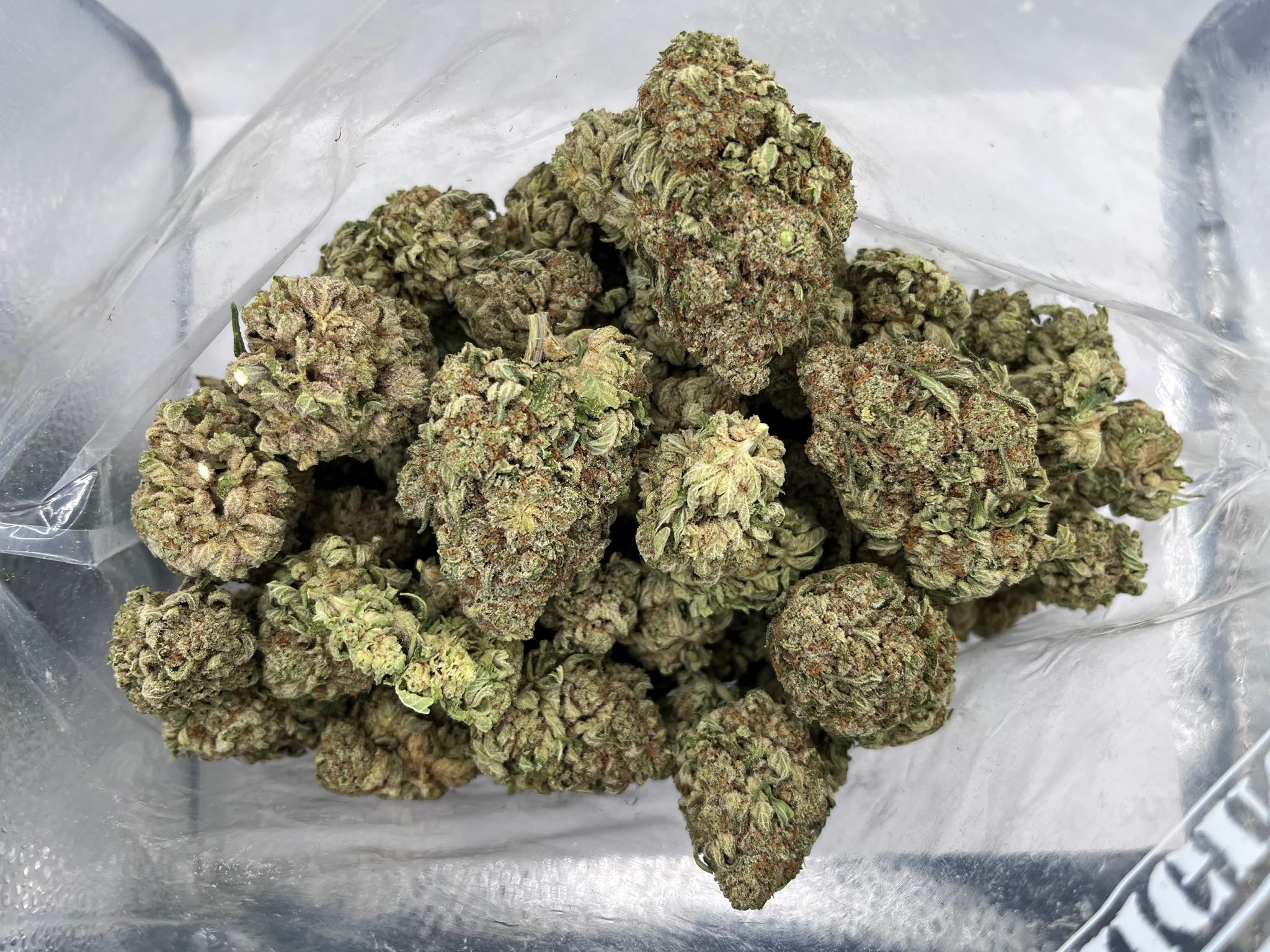 Budget Oz – Rockbud